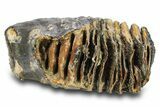Woolly Mammoth Upper M Molar - North Sea Deposits #295882-5